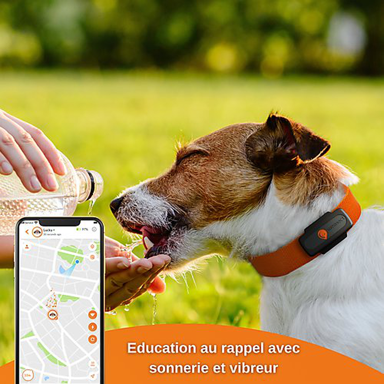Collier GPS chien Weenect XS - Kokoon Shop Fréjus