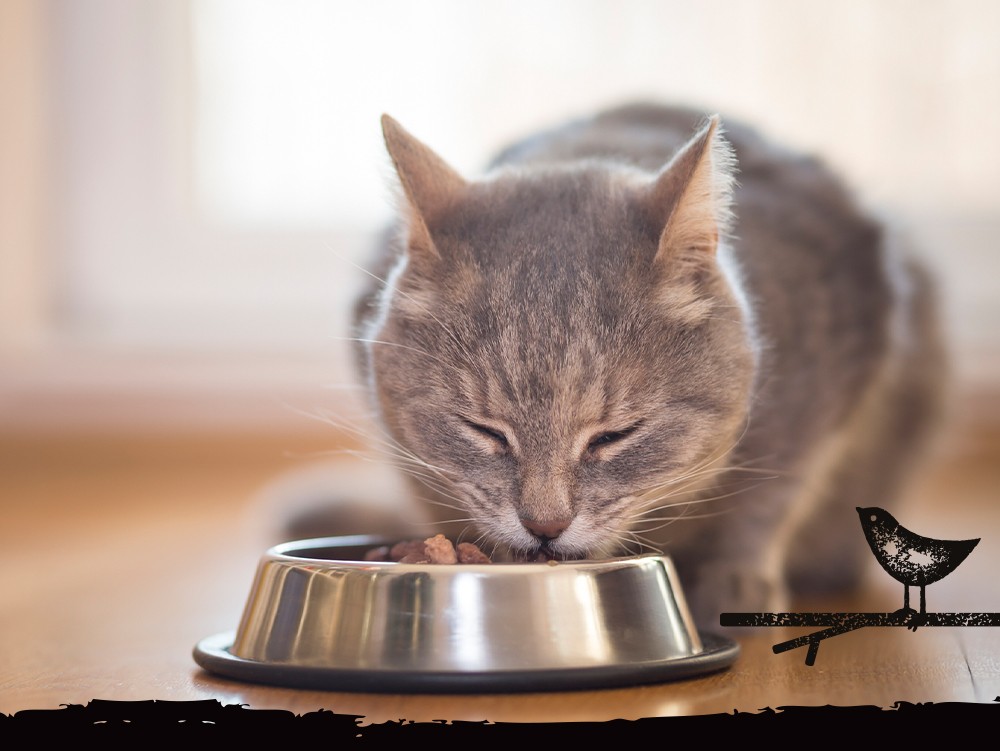 Appetite Croquettes | Sans Céréales | Stérilisé | Au Poulet | Chat (Adulte) | 1,75kg