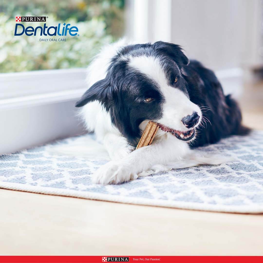 Dentalife Voor Middelgrote Honden Maxi Pack Van 15 Sticks  345G