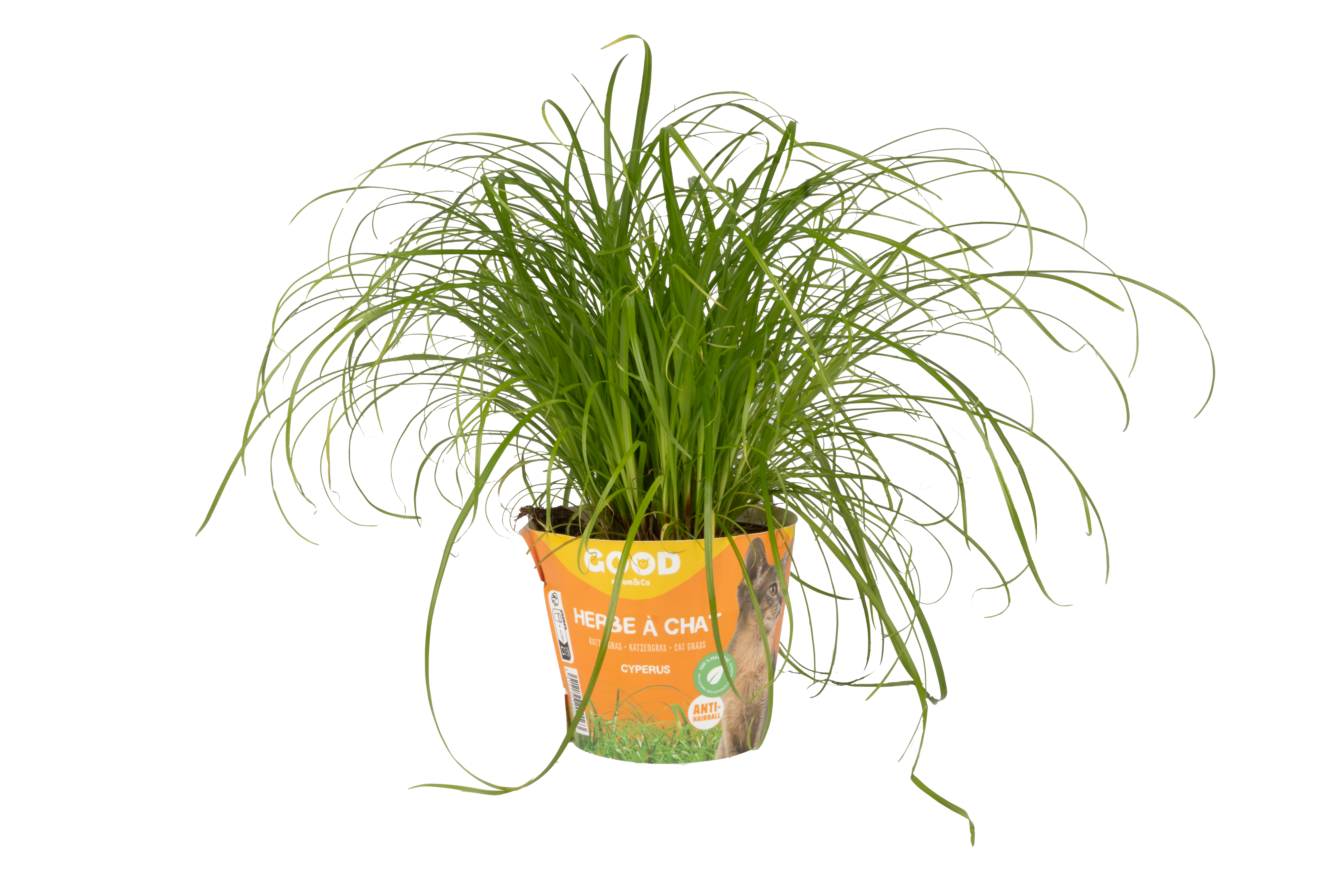 Tom&Co Kattengras Cyperus Zumula